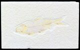 Bargain Knightia Fossil Fish - Wyoming #42380-1